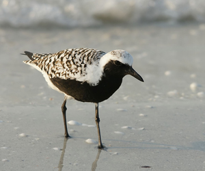 Буурал сүвээцагаан